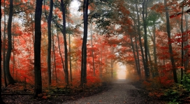 秋季红林路