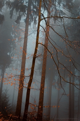 雾霾的森林