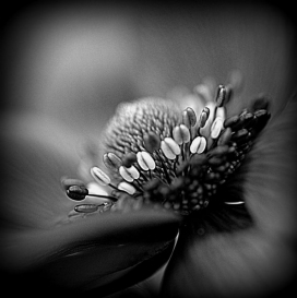 Dark花卉黑白摄影图