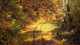 阳光下的秋季森林铁路壁纸