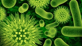 高清晰绿色细菌细胞壁纸