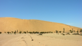 非洲金纳米布沙漠