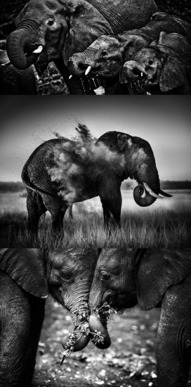 Burn the ivory大象的一天生活黑白照片