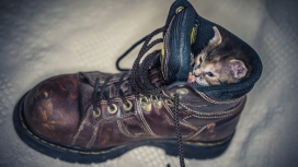 躲在靴子的猫
