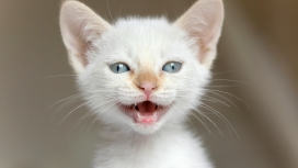 高兴的小白猫壁纸