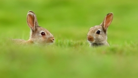 绿色草地中两只可爱的灰毛兔