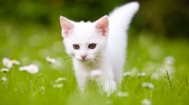 绿草中的可爱白色小猫