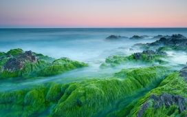 绿藻岩石区