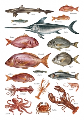 Aegean Fish Illustrations-爱琴海鱼插图-这是希腊传统酒馆餐厅退出的示意图插画，旨在告知消费者发现鱼，强调对茴香酒的饮酒文化