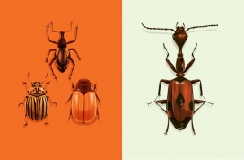 Insecta-甲壳虫昆虫插画设计