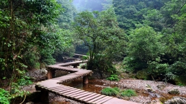 高清晰溪石植物桥