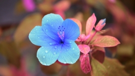 高清晰带水珠的蓝色“玫瑰”花瓣壁纸