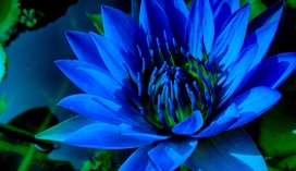 高清晰蓝色花瓣壁纸