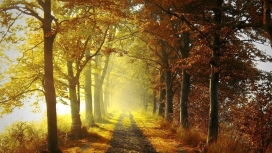 秋季森林小路美景