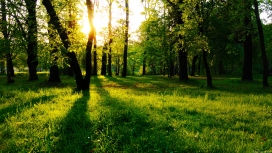 高清晰阳光下的绿色森林草坪壁纸