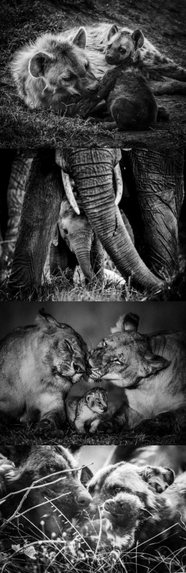Bébés animaux-野生动物家庭亲子黑白写真