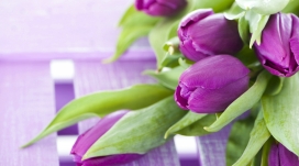 高清晰紫色郁金香花瓣壁纸