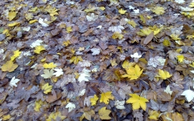 高清晰秋季枫叶壁纸