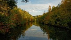平静的秋季森林河