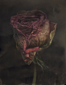 Evanescence-复古的花卉