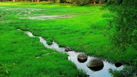 绿色草坪小溪壁纸