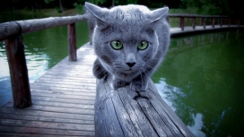行走在木桥上的俄罗斯蓝猫
