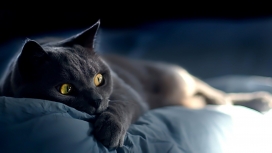 躺在床上的俄罗斯蓝猫