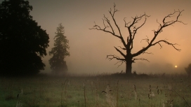 日落下的暗雾草甸树木