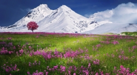 高清晰雪山下的野花野草壁纸