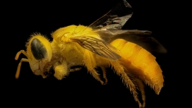 高清晰大黄蜜蜂壁纸