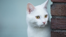 高清晰可爱的白猫宠物壁纸