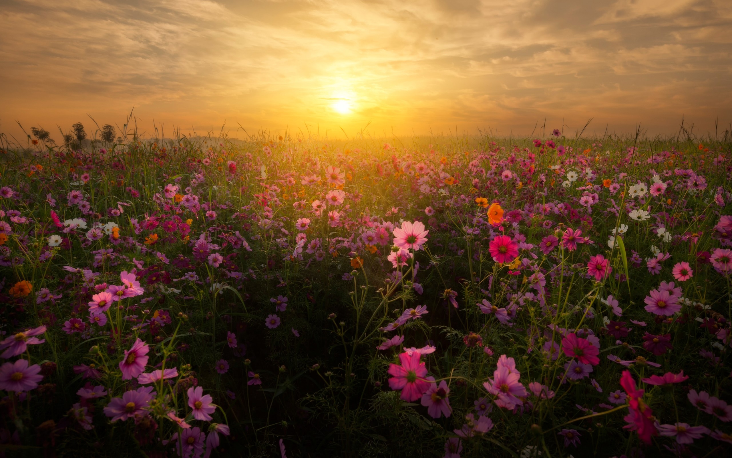 закат небо поляна цветы без смс