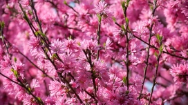 粉红色的花树