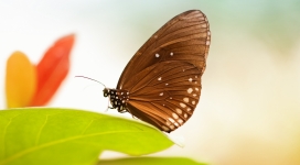 高清晰褐色蝴蝶壁纸