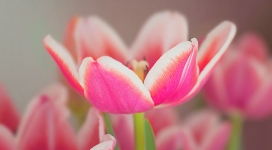 粉红色的郁金香花朵壁纸