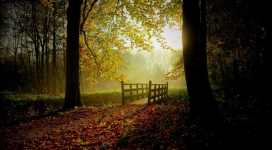 阳光灿烂的秋天公园美景壁纸