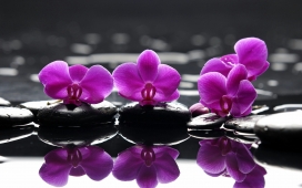 水中石头上的紫色兰花