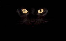 黑暗中的黑猫