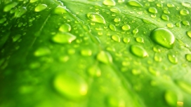高清晰绿叶上的水滴壁纸