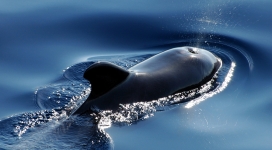 游泳的领航鲸