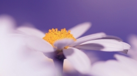 紫色背景下的白色的雏菊花