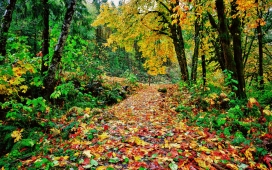 丰富多彩的秋天的路