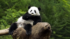 高清晰木头上的熊猫壁纸