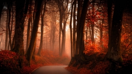 红色树林秋季路