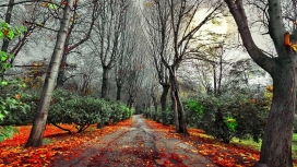 秋季的红树路