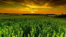 黄昏下的绿色麦田