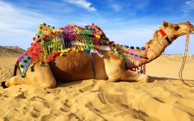 高清晰沙漠中的骆驼壁纸