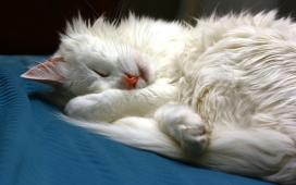 高清晰睡懒觉的白猫壁纸