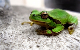 高清晰绿色青蛙壁纸