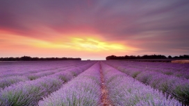高清晰夕阳下的紫色薰衣草壁纸
